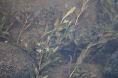 Potamogeton alpinus