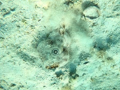 Diplobatis ommata