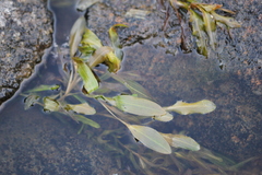 Potamogeton alpinus
