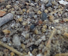 Camponotus rectangularis