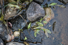Potamogeton alpinus