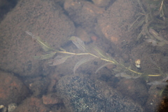 Potamogeton alpinus