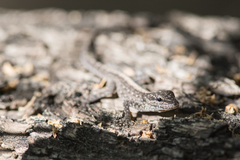 Pristurus gallagheri