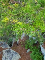 Pinus pungens