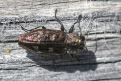 Chrysobothris neopusilla