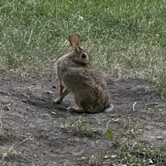 Sylvilagus floridanus