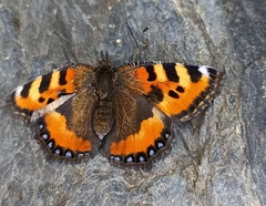 Aglais rizana