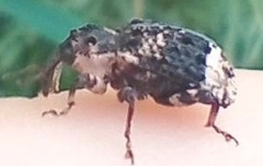 Cryptorhynchus lapathi