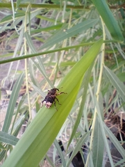 Cryptorhynchus lapathi