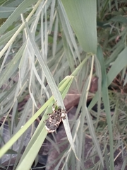 Cryptorhynchus lapathi