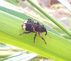 Cryptorhynchus lapathi