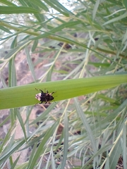 Cryptorhynchus lapathi