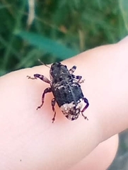 Cryptorhynchus lapathi