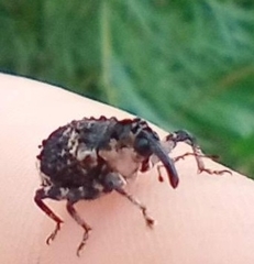 Cryptorhynchus lapathi