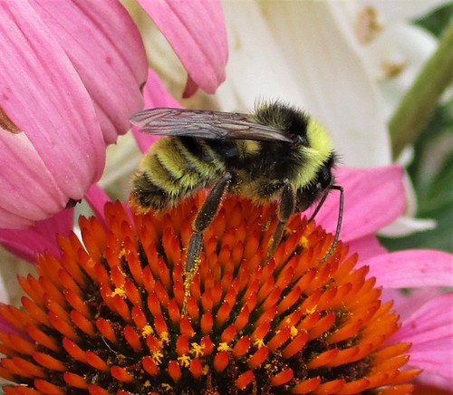 California Bumble Bee (Bombus californicus), a species recorded in Oregon