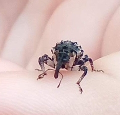 Cryptorhynchus lapathi