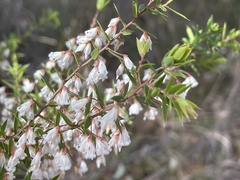 Styphelia setigera