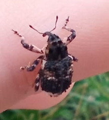 Cryptorhynchus lapathi