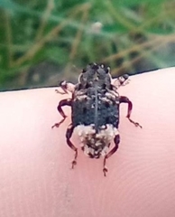 Cryptorhynchus lapathi