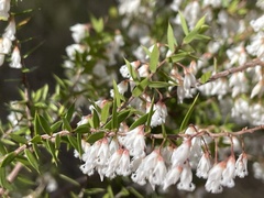 Styphelia setigera