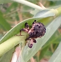 Cryptorhynchus lapathi