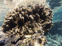 Porites lobata