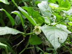 Drymonia alloplectoides