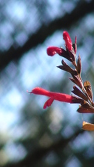 Salvia fulgens
