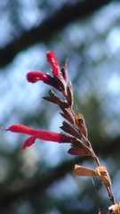 Salvia fulgens