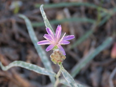 Stephanomeria lactucina