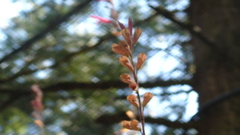Salvia fulgens