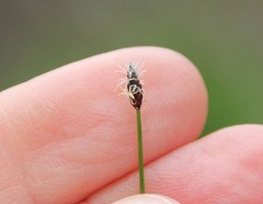 Eleocharis parishii