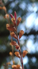 Salvia fulgens