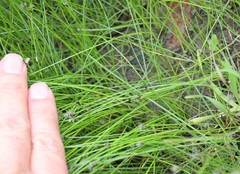 Eleocharis parishii
