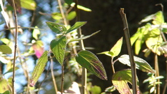 Salvia fulgens