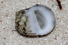 Nerita undata