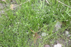 Eleocharis parishii