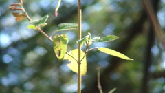 Salvia fulgens