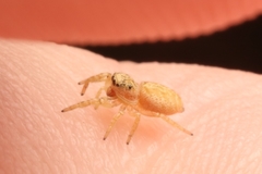 Metaphidippus chera