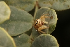 Metaphidippus chera