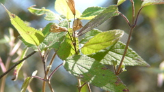 Salvia fulgens
