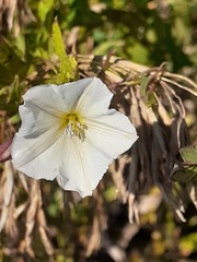Calystegia sepium sepium