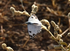 Pontia glauconome