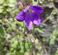 Campanula pallida