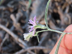 Stephanomeria lactucina