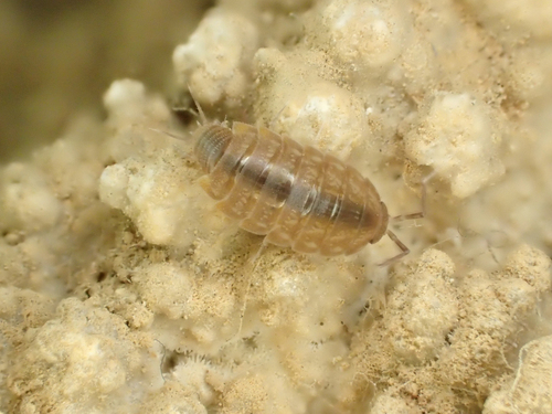 Chaetophiloscia cellaria