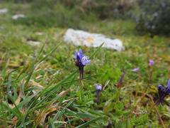 Linaria amethystea amethystea
