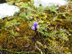 Linaria amethystea amethystea
