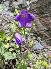 Campanula pallida