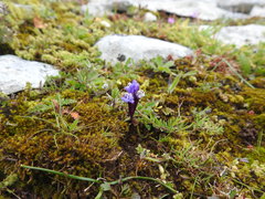 Linaria amethystea amethystea